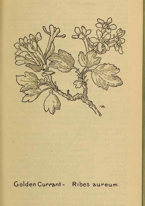 Reproducción/Reproduction 32977483938: Field book of western wild flowers /. New York :Putnam,1915.. 
