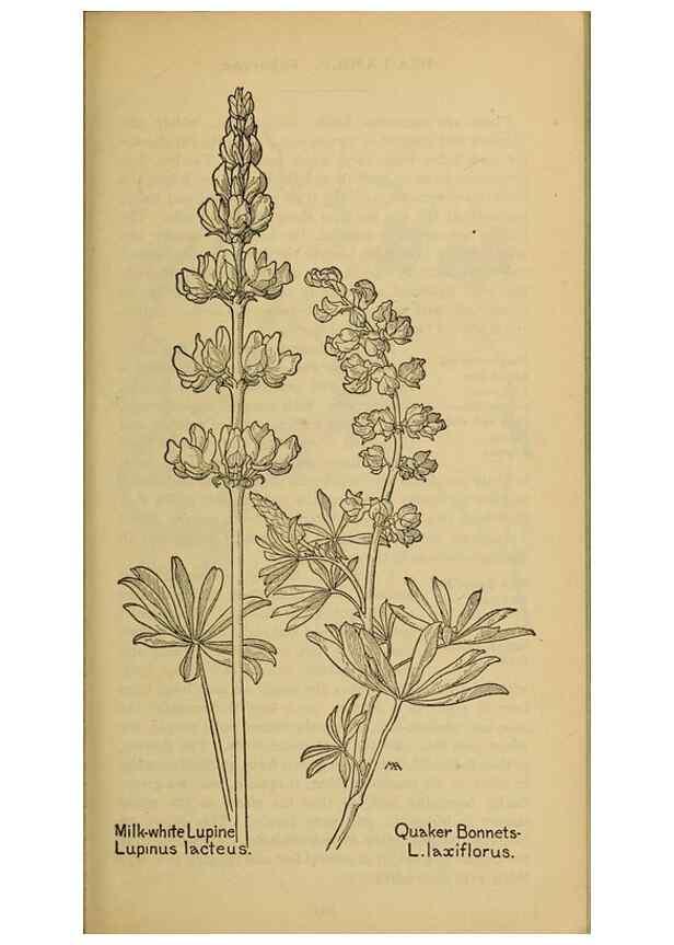 Reproducción/Reproduction 45938293005: Field book of western wild flowers /. New York :Putnam,1915.. 