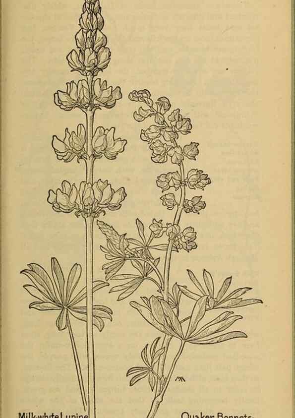 Reproducción/Reproduction 45938293005: Field book of western wild flowers /. New York :Putnam,1915.. 