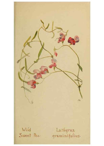 Reproducción/Reproduction 45938293925: Field book of western wild flowers /. New York :Putnam,1915.. 
