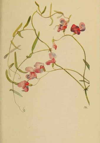 Reproducción/Reproduction 45938293925: Field book of western wild flowers /. New York :Putnam,1915.. 
