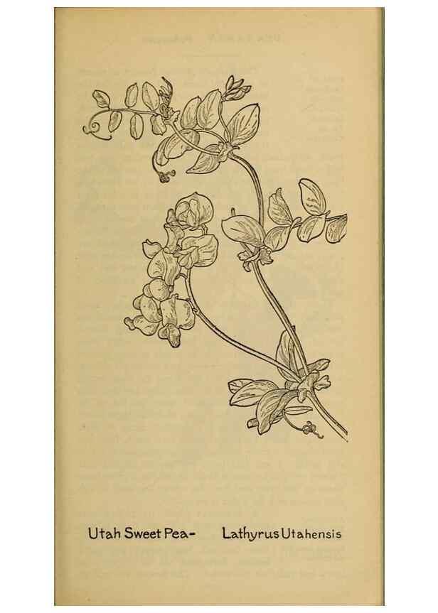 Reproducción/Reproduction 46127854054: Field book of western wild flowers /. New York :Putnam,1915.. 
