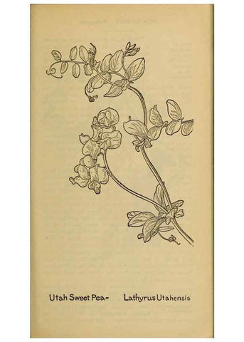 Reproducción/Reproduction 46127854054: Field book of western wild flowers /. New York :Putnam,1915.. 
