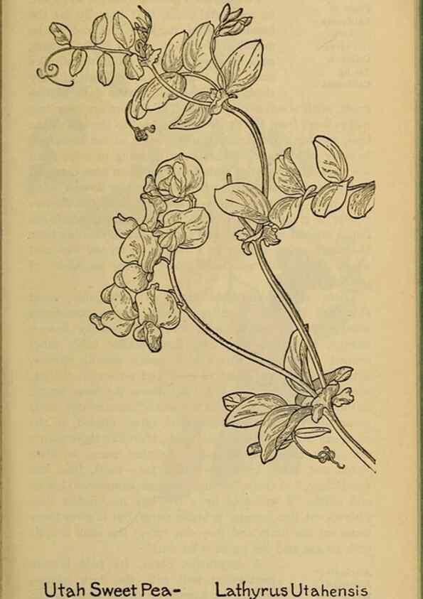Reproducción/Reproduction 46127854054: Field book of western wild flowers /. New York :Putnam,1915.. 
