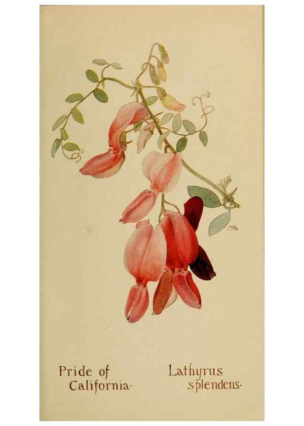 Reproducción/Reproduction 31911610467: Field book of western wild flowers /. New York :Putnam,1915.. 