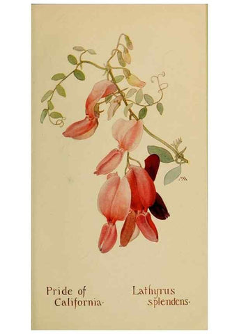 Reproducción/Reproduction 31911610467: Field book of western wild flowers /. New York :Putnam,1915.. 