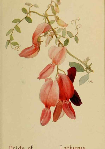Reproducción/Reproduction 31911610467: Field book of western wild flowers /. New York :Putnam,1915.. 