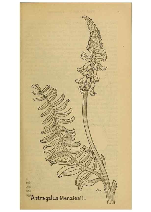 Reproducción/Reproduction 32977504078: Field book of western wild flowers /. New York :Putnam,1915.. 