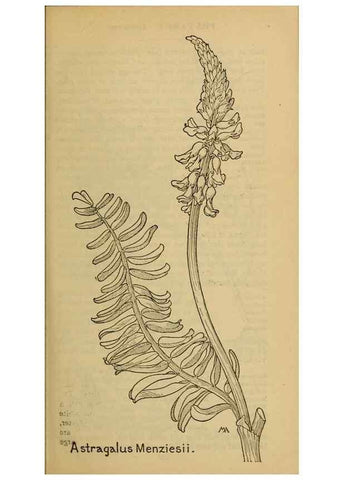 Reproducción/Reproduction 32977504078: Field book of western wild flowers /. New York :Putnam,1915.. 