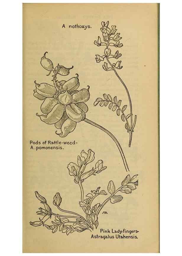 Reproducción/Reproduction 46852923121: Field book of western wild flowers /. New York :Putnam,1915.. 