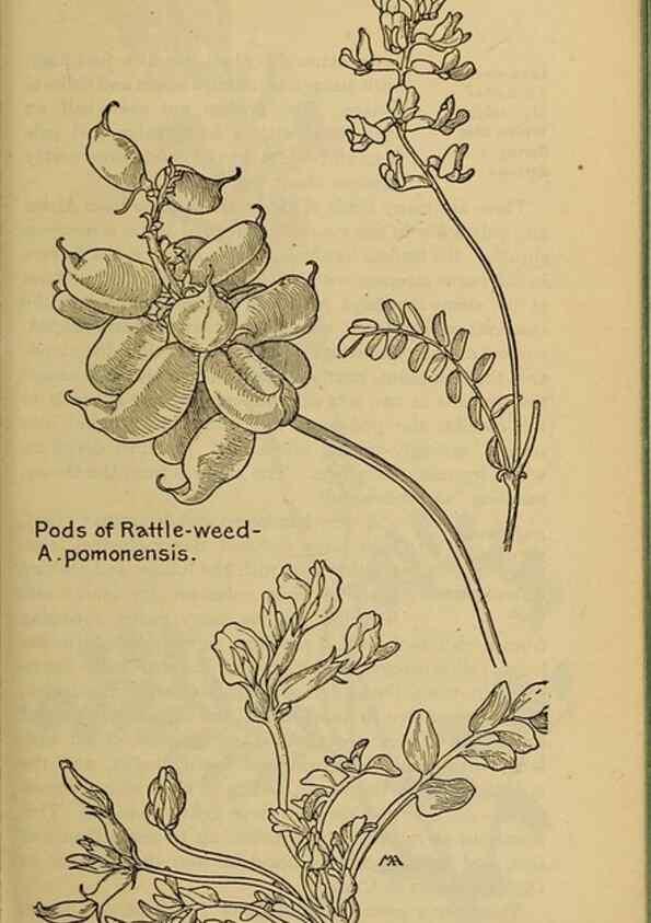 Reproducción/Reproduction 46852923121: Field book of western wild flowers /. New York :Putnam,1915.. 