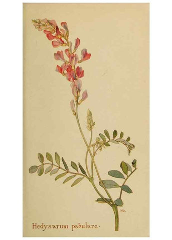 Reproducción/Reproduction 32977505088: Field book of western wild flowers /. New York :Putnam,1915.. 