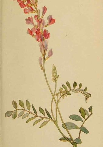Reproducción/Reproduction 32977505088: Field book of western wild flowers /. New York :Putnam,1915.. 
