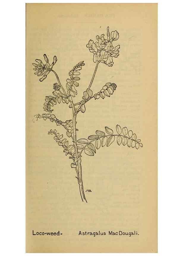 Reproducción/Reproduction 46852924901: Field book of western wild flowers /. New York :Putnam,1915.. 