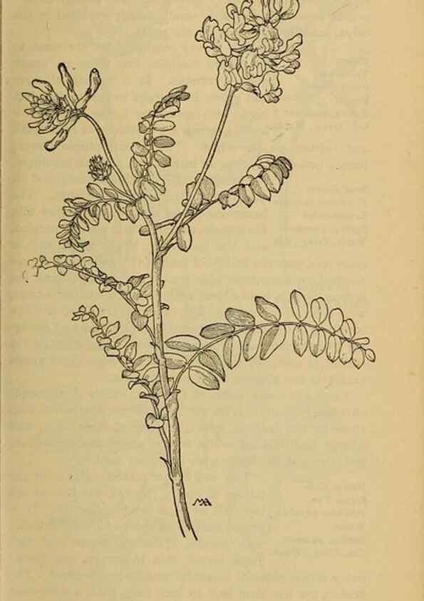 Reproducción/Reproduction 46852924901: Field book of western wild flowers /. New York :Putnam,1915.. 