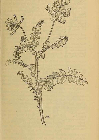 Reproducción/Reproduction 46852924901: Field book of western wild flowers /. New York :Putnam,1915.. 