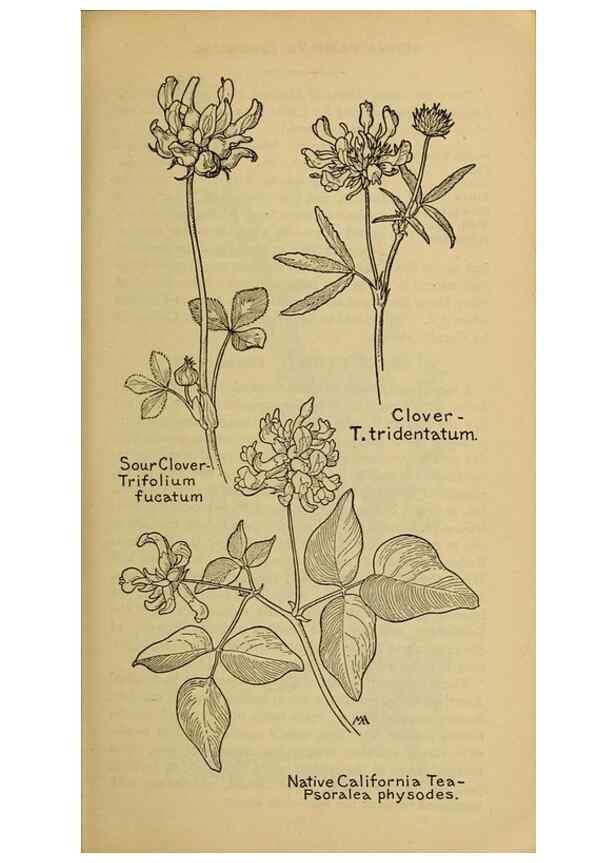 Reproducción/Reproduction 45938299755: Field book of western wild flowers /. New York :Putnam,1915.. 