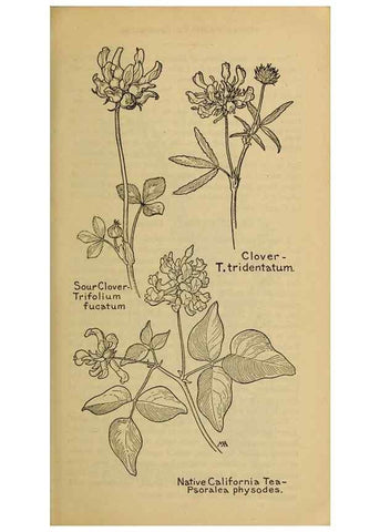 Reproducción/Reproduction 45938299755: Field book of western wild flowers /. New York :Putnam,1915.. 