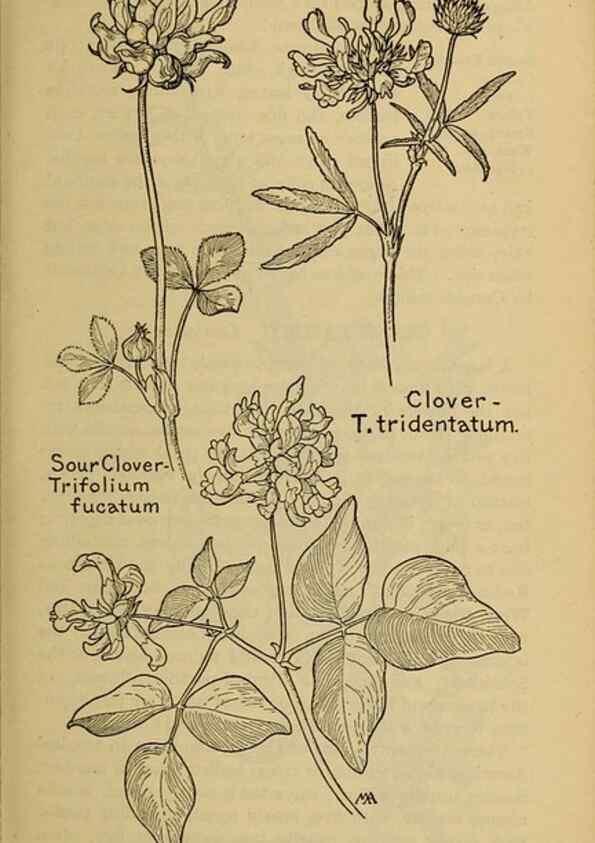 Reproducción/Reproduction 45938299755: Field book of western wild flowers /. New York :Putnam,1915.. 