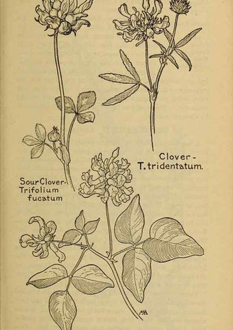 Reproducción/Reproduction 45938299755: Field book of western wild flowers /. New York :Putnam,1915.. 