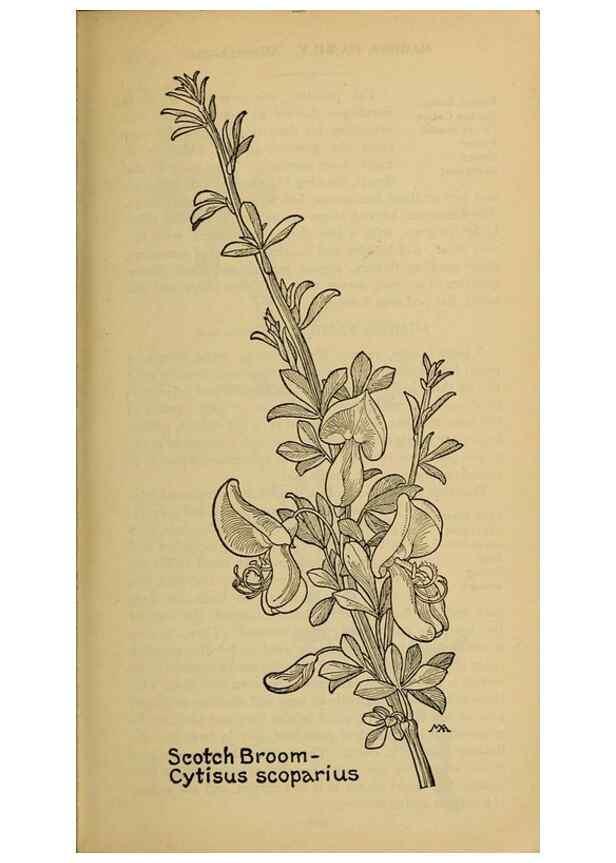 Reproducción/Reproduction 46127858544: Field book of western wild flowers /. New York :Putnam,1915.. 