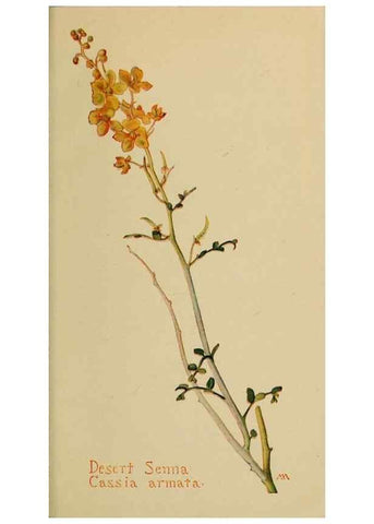 Reproducción/Reproduction 31911614047: Field book of western wild flowers /. New York :Putnam,1915.. 