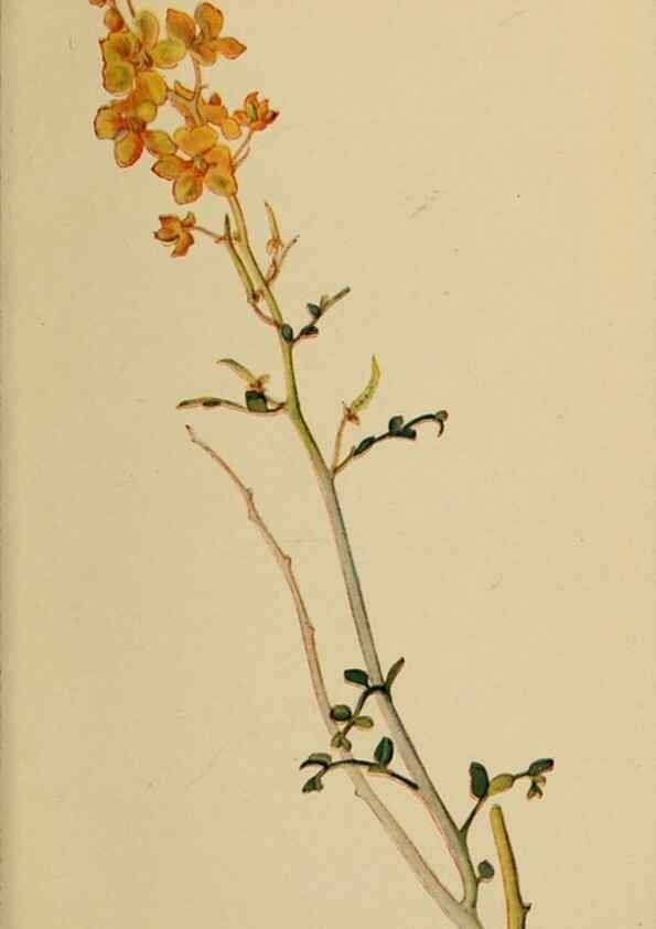 Reproducción/Reproduction 31911614047: Field book of western wild flowers /. New York :Putnam,1915.. 