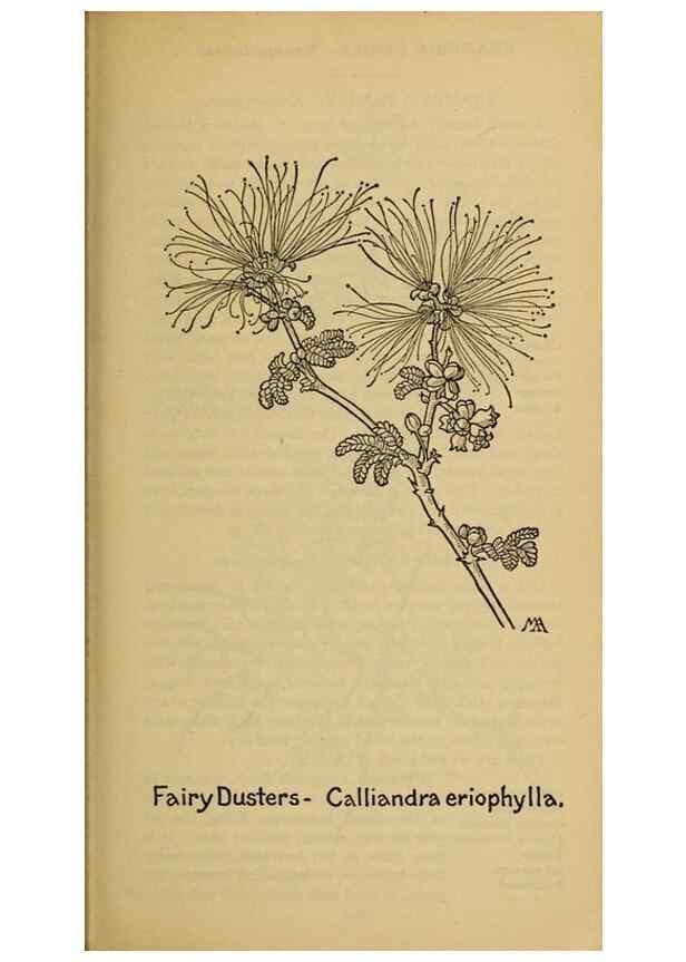 Reproducción/Reproduction 39888005983: Field book of western wild flowers /. New York :Putnam,1915.. 