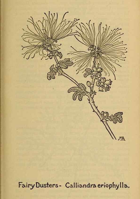 Reproducción/Reproduction 39888005983: Field book of western wild flowers /. New York :Putnam,1915.. 
