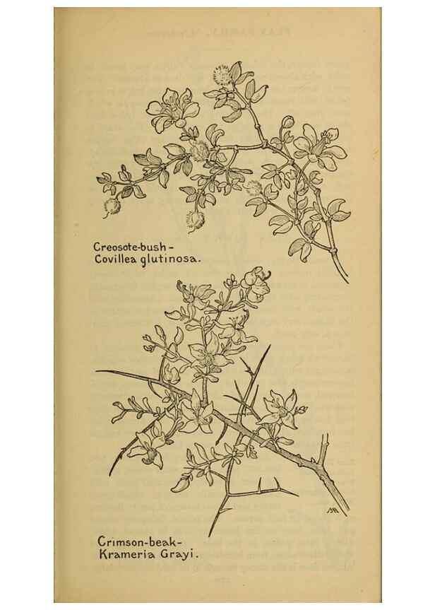Reproducción/Reproduction 31911614947: Field book of western wild flowers /. New York :Putnam,1915.. 