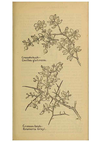 Reproducción/Reproduction 31911614947: Field book of western wild flowers /. New York :Putnam,1915.. 