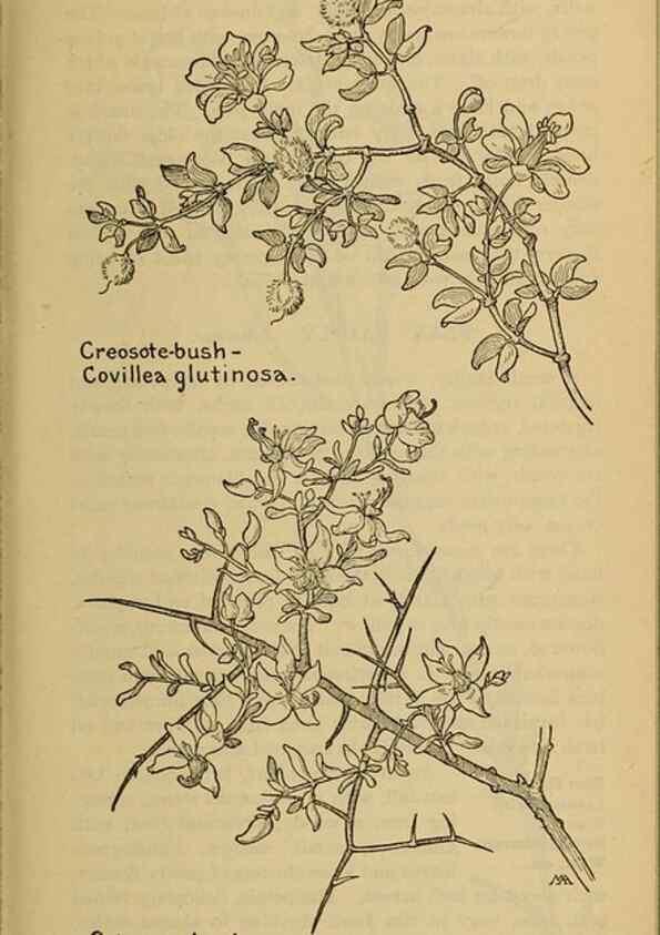 Reproducción/Reproduction 31911614947: Field book of western wild flowers /. New York :Putnam,1915.. 