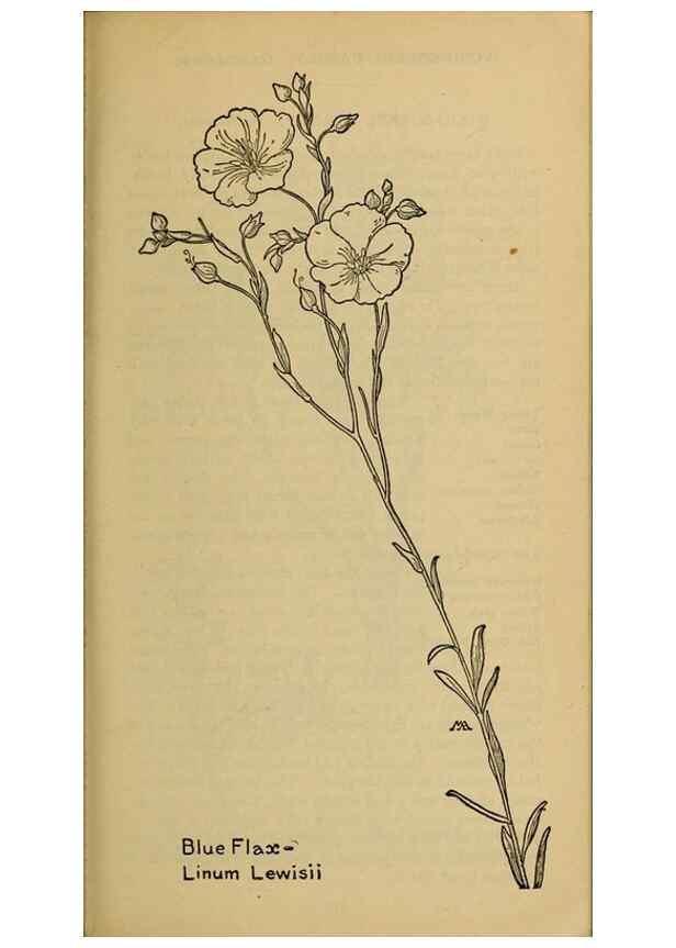 Reproducción/Reproduction 45938304245: Field book of western wild flowers /. New York :Putnam,1915.. 