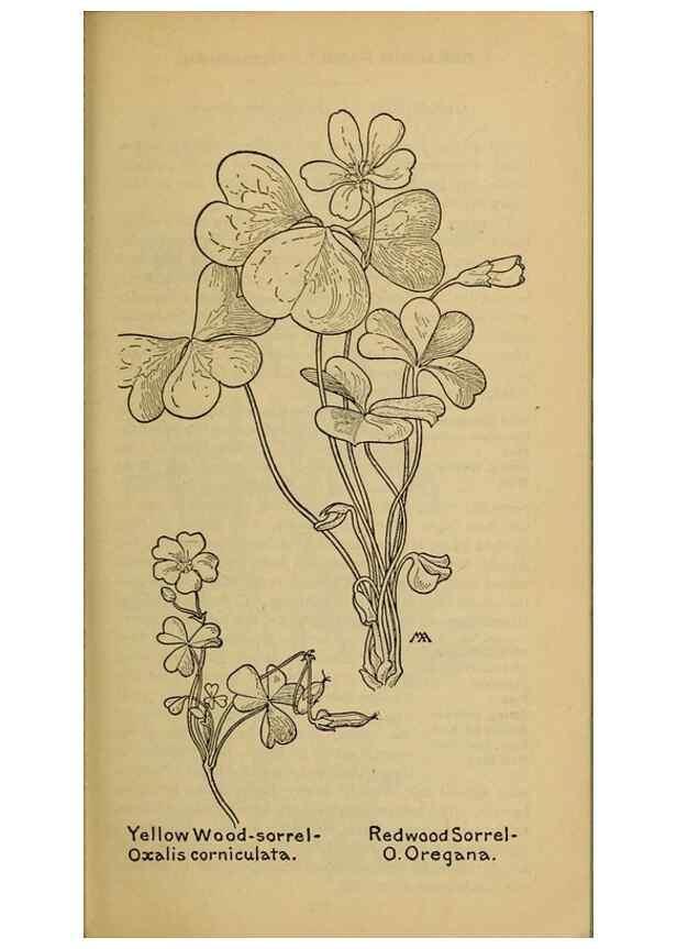Reproducción/Reproduction 46127861194: Field book of western wild flowers /. New York :Putnam,1915.. 