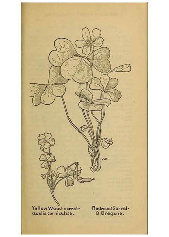 Reproducción/Reproduction 46127861194: Field book of western wild flowers /. New York :Putnam,1915.. 
