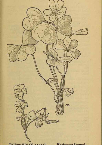 Reproducción/Reproduction 46127861194: Field book of western wild flowers /. New York :Putnam,1915.. 