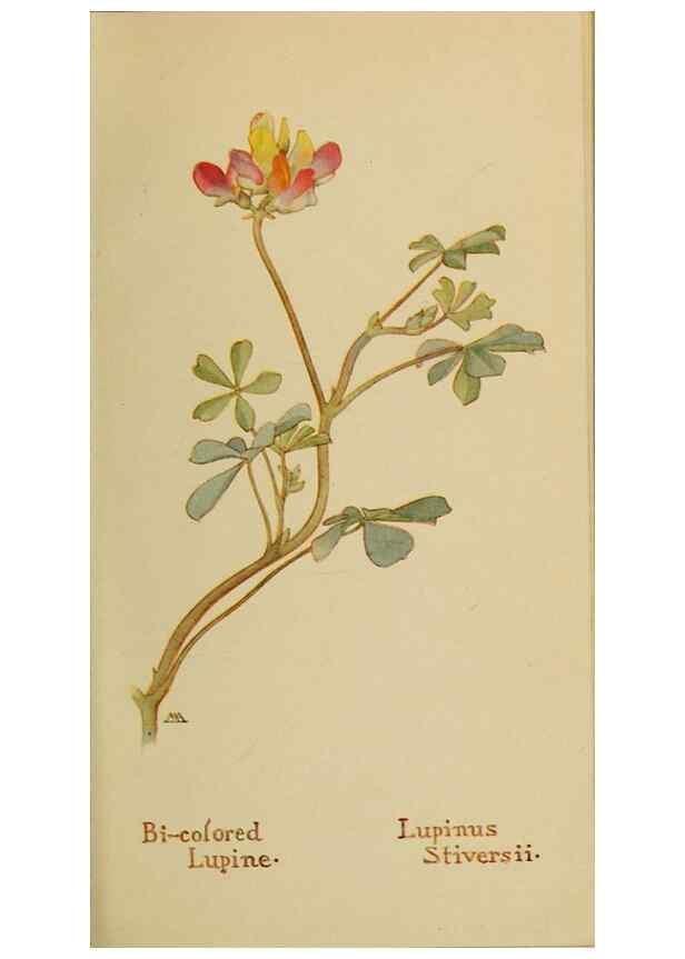 Reproducción/Reproduction 45938292105: Field book of western wild flowers /. New York :Putnam,1915.. 