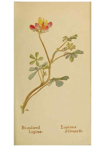 Reproducción/Reproduction 45938292105: Field book of western wild flowers /. New York :Putnam,1915.. 