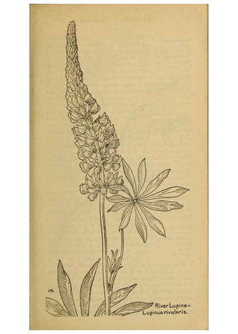 Reproducción/Reproduction 46852917311: Field book of western wild flowers /. New York :Putnam,1915.. 