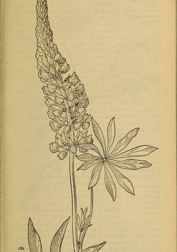 Reproducción/Reproduction 46852917311: Field book of western wild flowers /. New York :Putnam,1915.. 