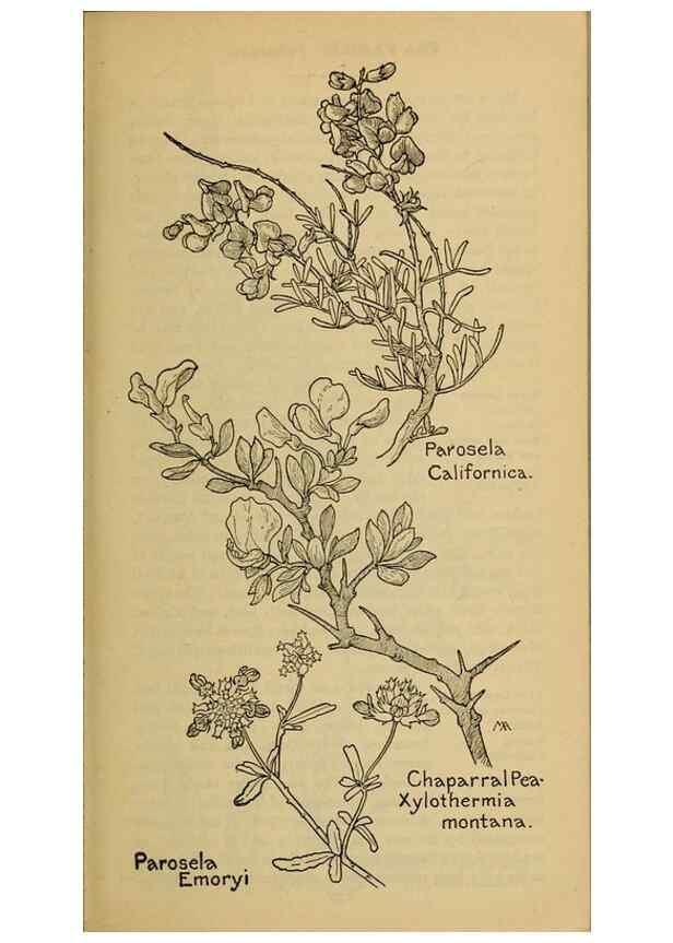 Reproducción/Reproduction 45938289895: Field book of western wild flowers /. New York :Putnam,1915.. 