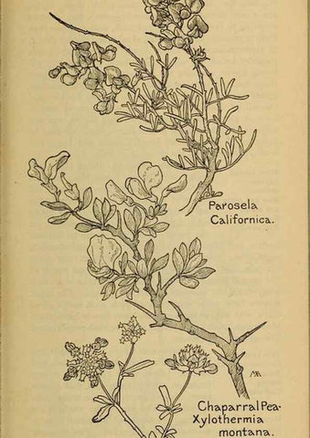 Reproducción/Reproduction 45938289895: Field book of western wild flowers /. New York :Putnam,1915.. 