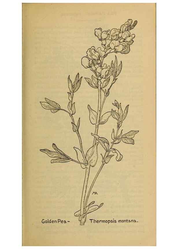 Reproducción/Reproduction 46127846514: Field book of western wild flowers /. New York :Putnam,1915.. 