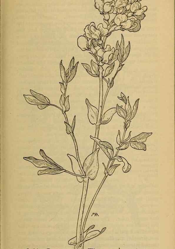 Reproducción/Reproduction 46127846514: Field book of western wild flowers /. New York :Putnam,1915.. 