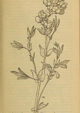 Reproducción/Reproduction 46127846514: Field book of western wild flowers /. New York :Putnam,1915.. 