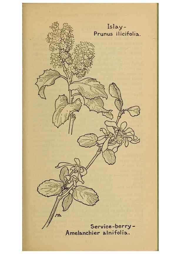 Reproducción/Reproduction 46127820034: Field book of western wild flowers /. New York :Putnam,1915.. 