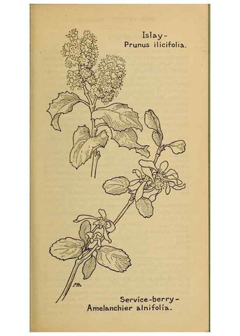 Reproducción/Reproduction 46127820034: Field book of western wild flowers /. New York :Putnam,1915.. 