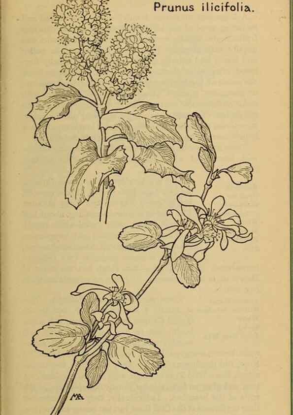 Reproducción/Reproduction 46127820034: Field book of western wild flowers /. New York :Putnam,1915.. 