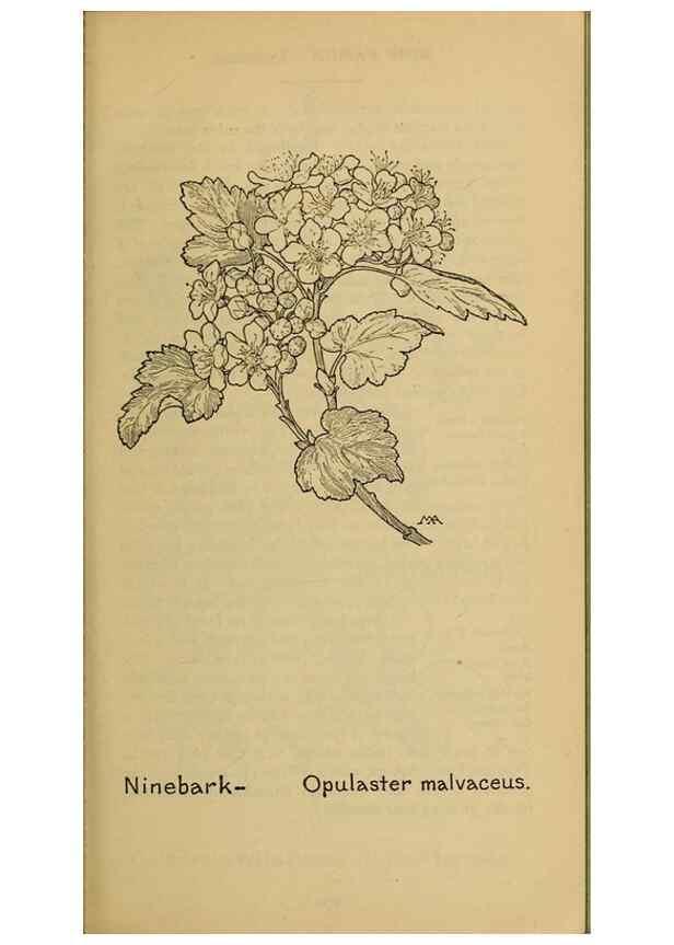 Reproducción/Reproduction 46800843572: Field book of western wild flowers /. New York :Putnam,1915.. 