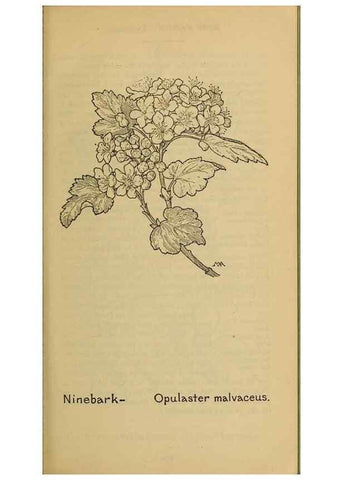 Reproducción/Reproduction 46800843572: Field book of western wild flowers /. New York :Putnam,1915.. 